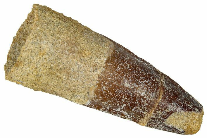 Fossil Spinosaurus Tooth - Real Dinosaur Tooth #360098
